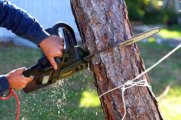 How Our Tree Care Process Works  in  Monticello, MN